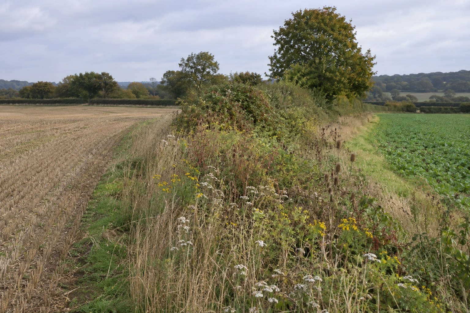 Ein Blühstreifen trennt zwei landwirtschaftliche Flächen.
