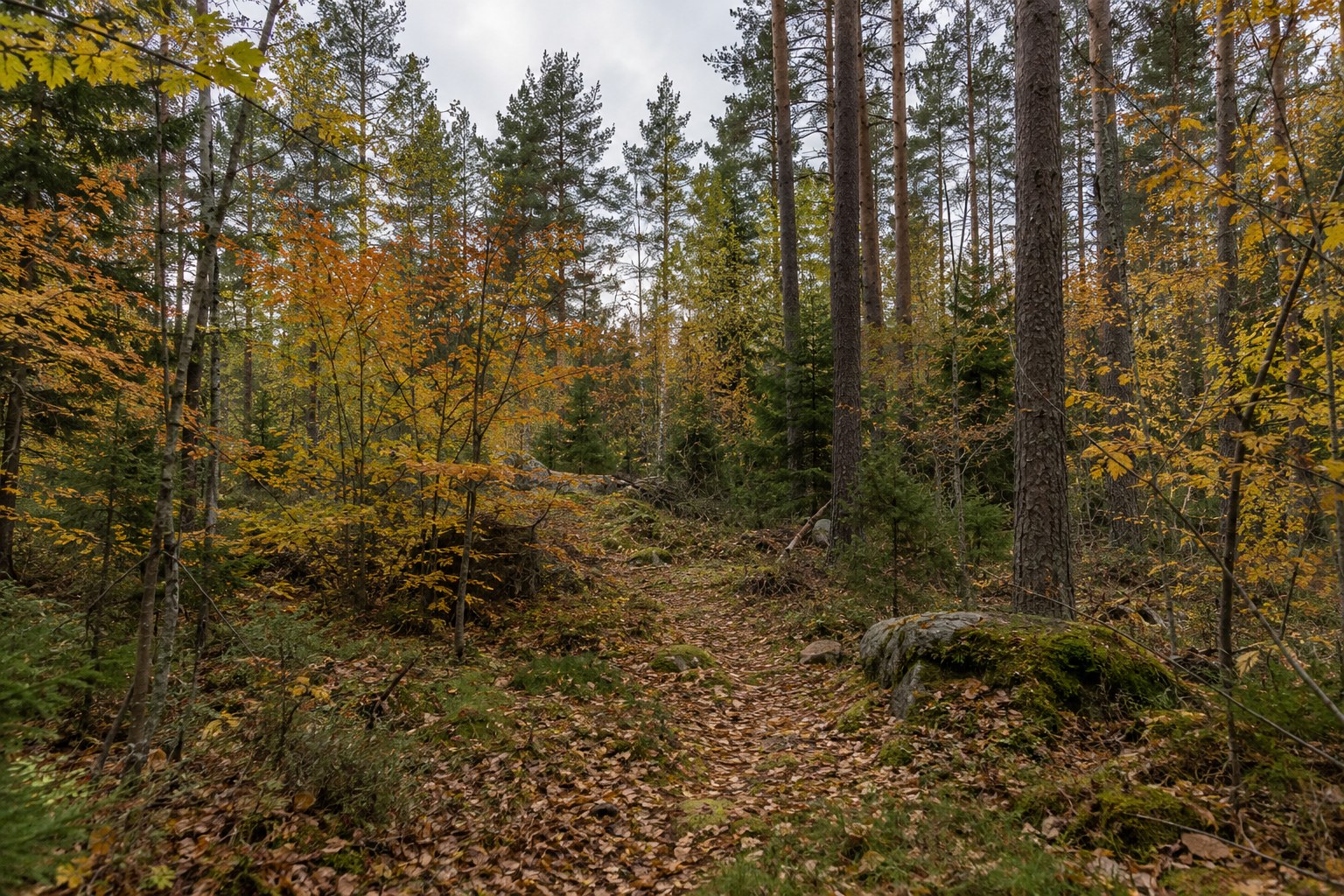 Gemischter Wald mit jungen Laubbäumen.