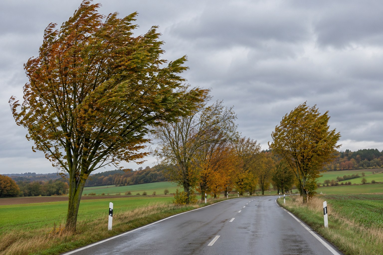 Wind bewegt Bäume an einer herbstlichen Landstraße.