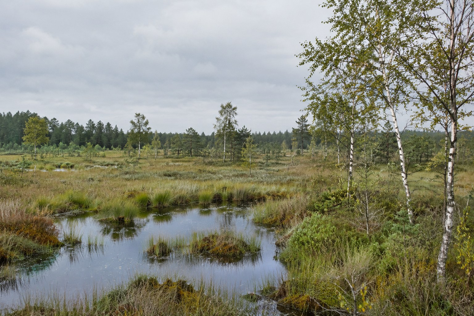 Wasserflächen und Birken in einem Moor.