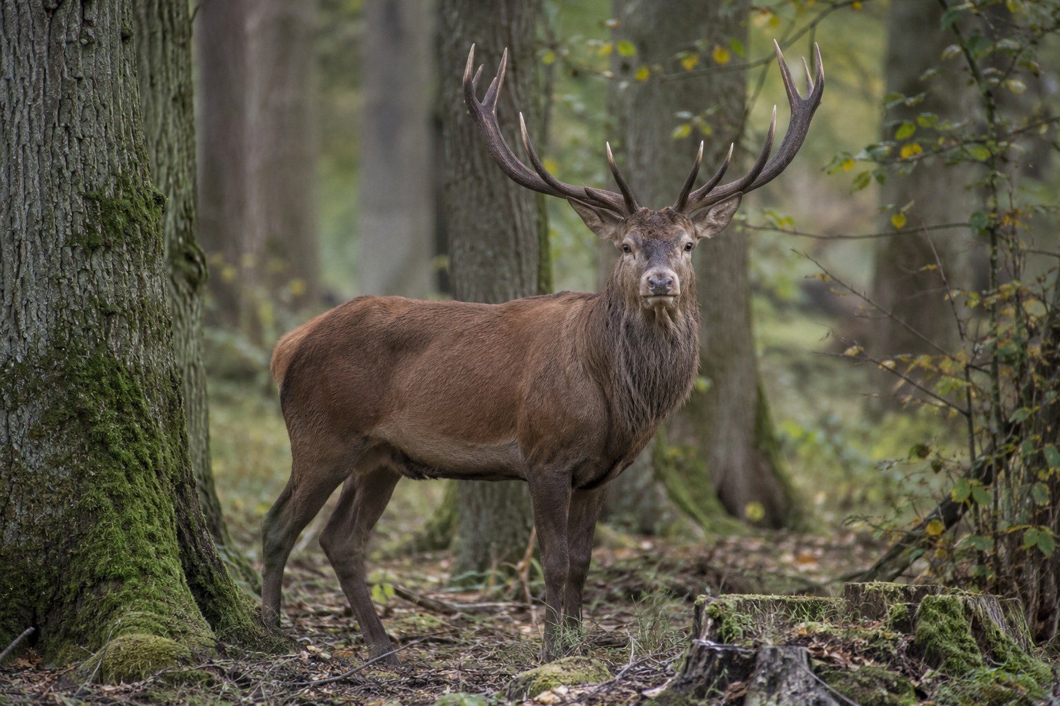 Ein Rothirsch steht in einem Laubwald.