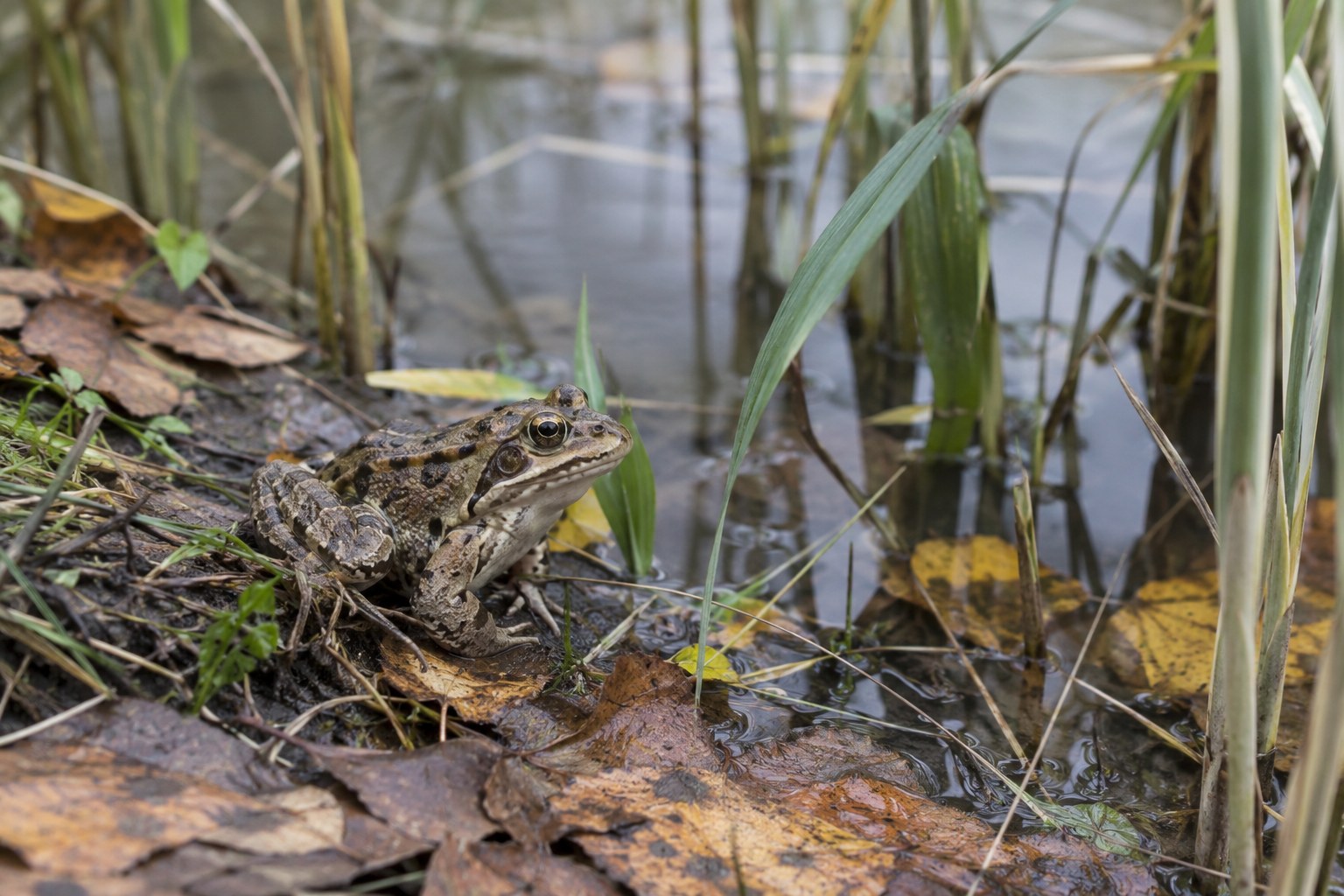 Ein Frosch sitzt zwischen Blättern und Schilf am Rand eines Gewässers.
