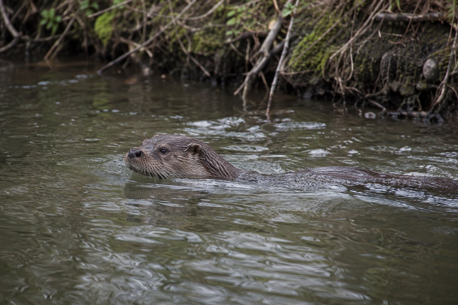 Ein Fischotter schwimmt in einem Fluss nahe einem bewachsenen Ufer.