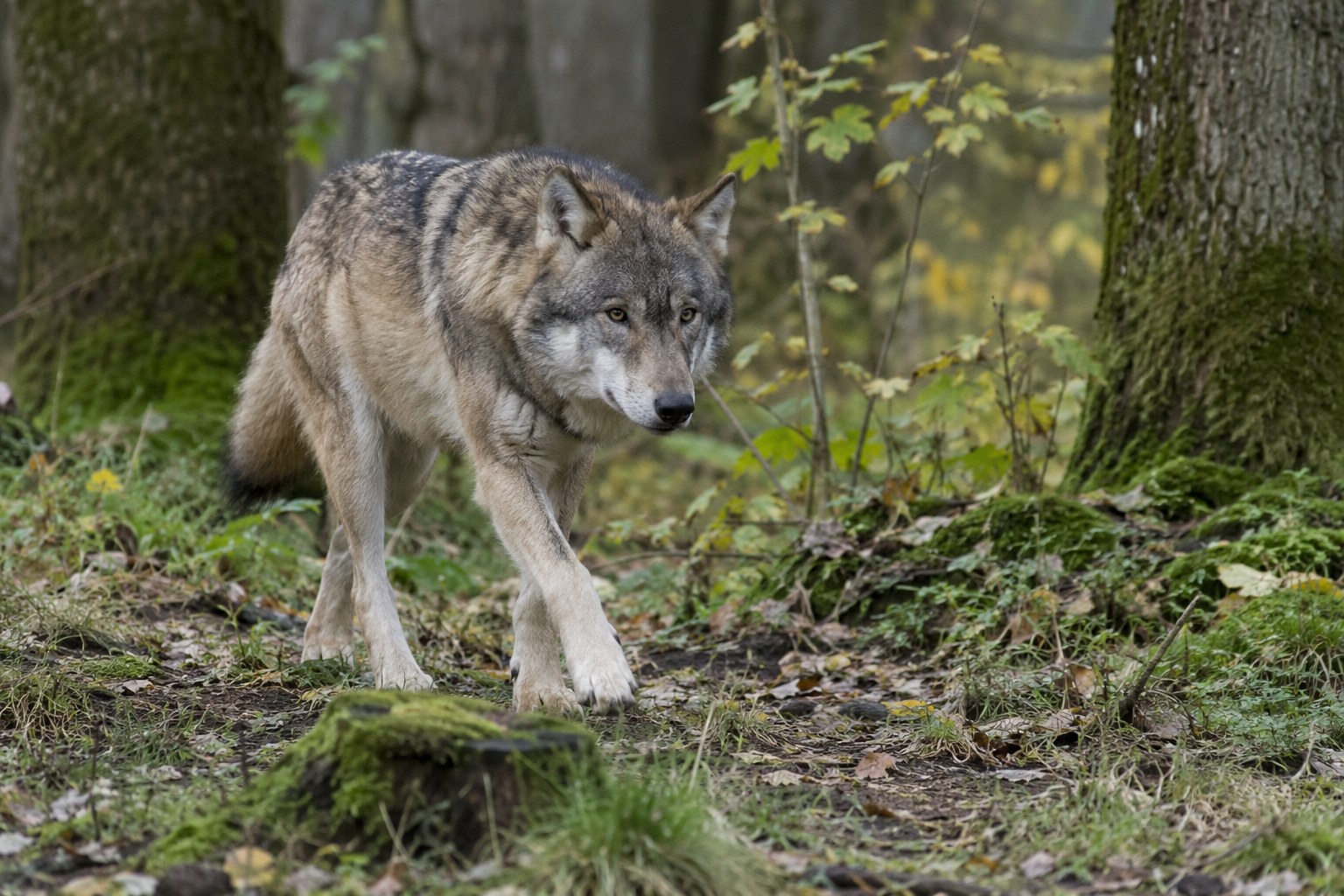 Ein Wolf bewegt sich durch eine Waldlichtung.