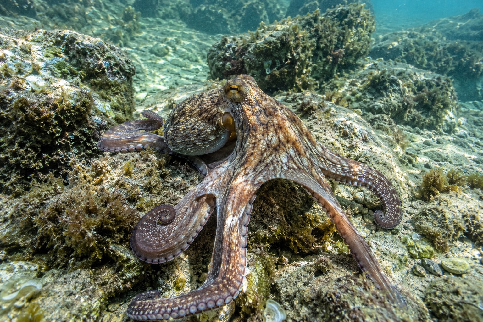 Ein Oktopus bewegt sich über einen felsigen Meeresboden.