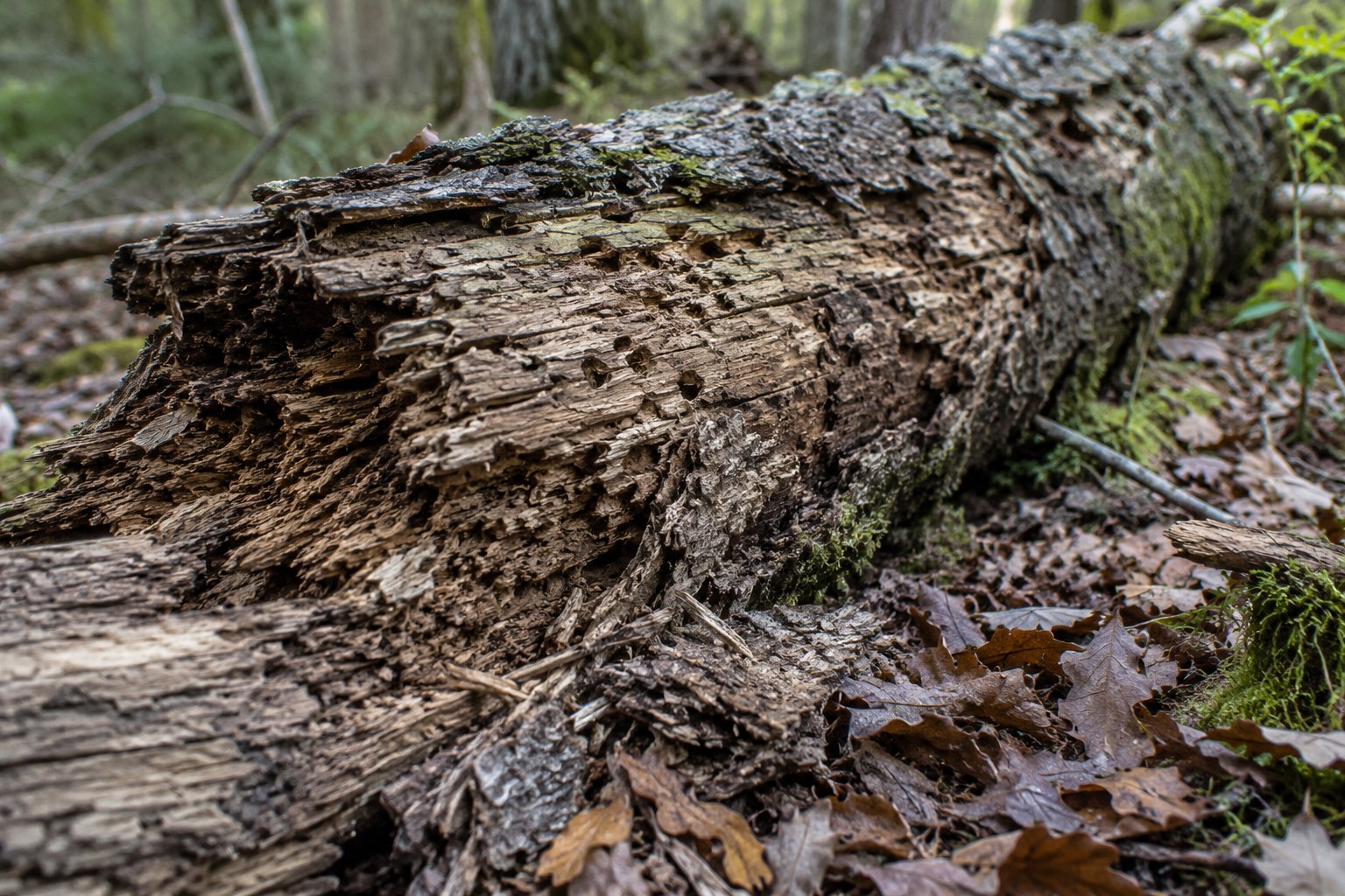 Ein natürlich verwitterter Baumstamm liegt im Waldboden.