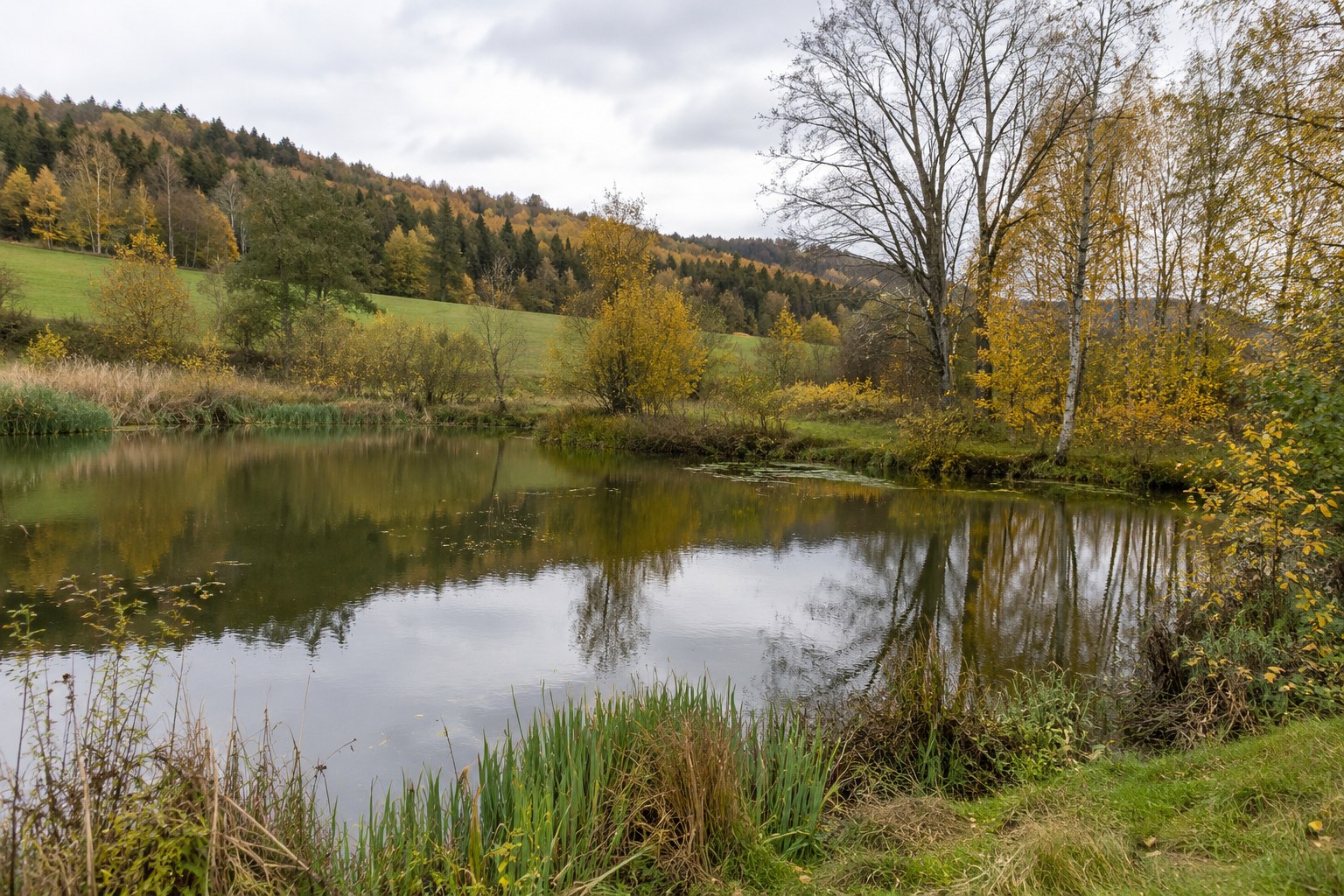 Kleiner Teich mit Gras und Sträuchern im Herbst.