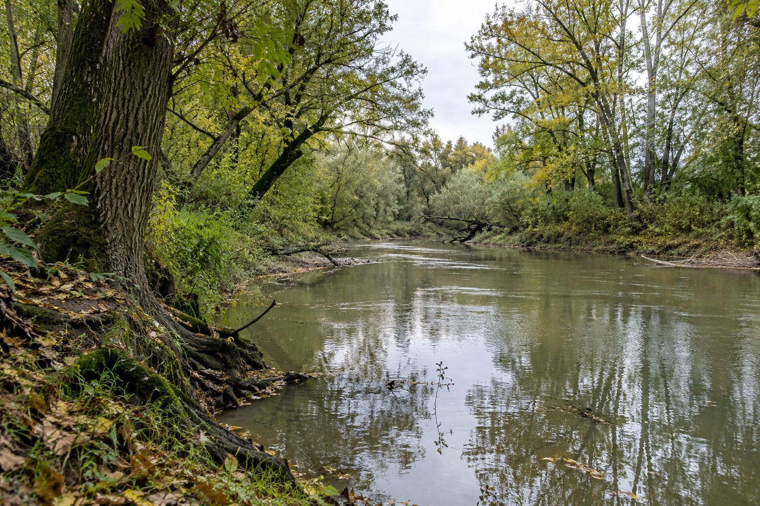 Auwald an einem langsam fließenden Fluss.