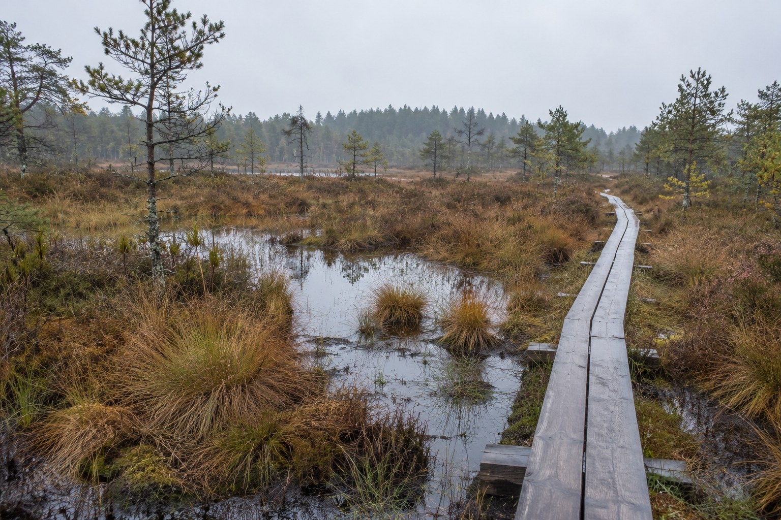 Feuchte Moorlandschaft mit Schilf und einem Steg.