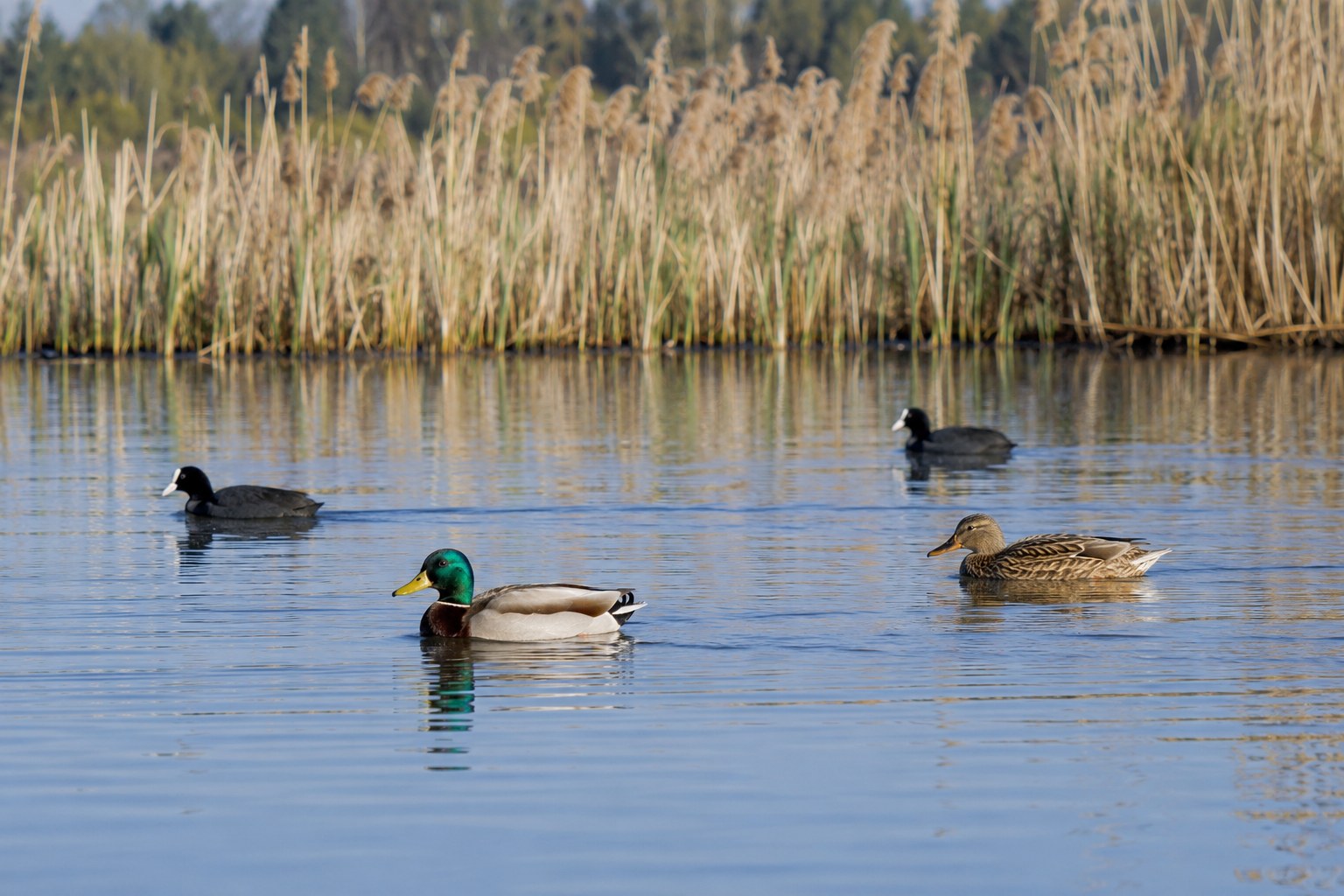 Stockenten und Blässhühner auf ruhigem Wasser.