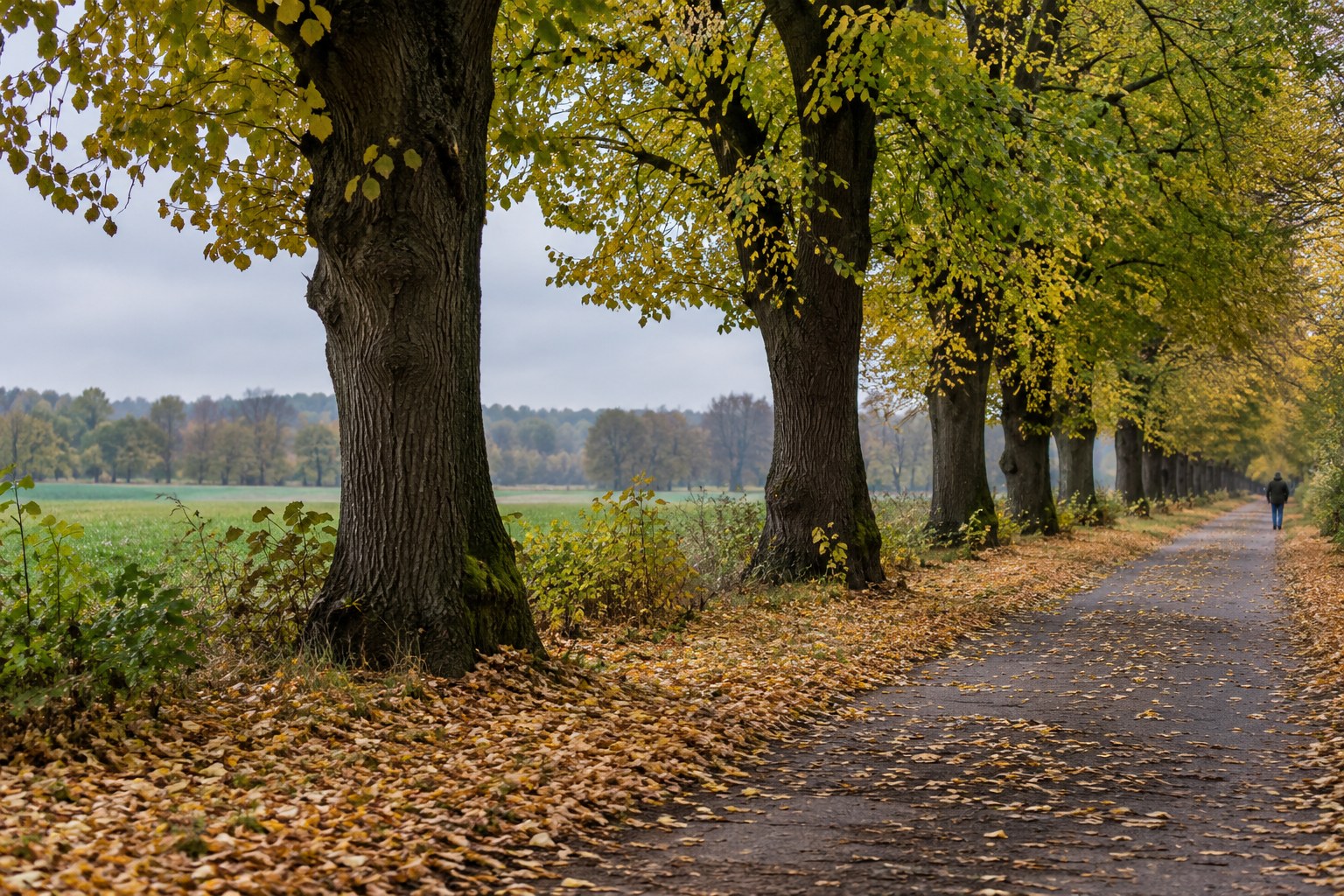 Eine Lindenallee an einem bedeckten Herbsttag.