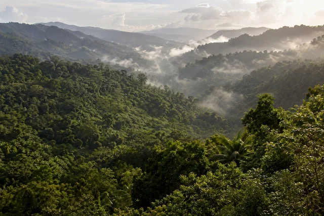 Symbolische Landschaft eines tropischen Bergwaldes auf Puerto Rico; keine NASA-Aufnahme.